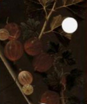 Circulus Still Life